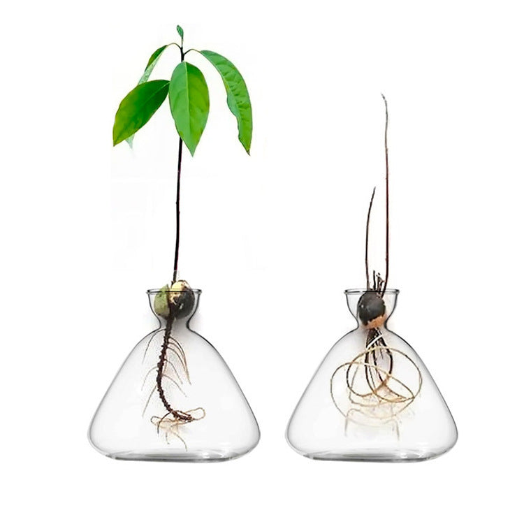 Avocado Vase – Borosilicate Glass Hydroponic Seed Vase | All Homes