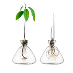 Avocado Vase – Borosilicate Glass Hydroponic Seed Vase | All Homes