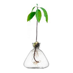 Avocado Vase – Borosilicate Glass Hydroponic Seed Vase | All Homes