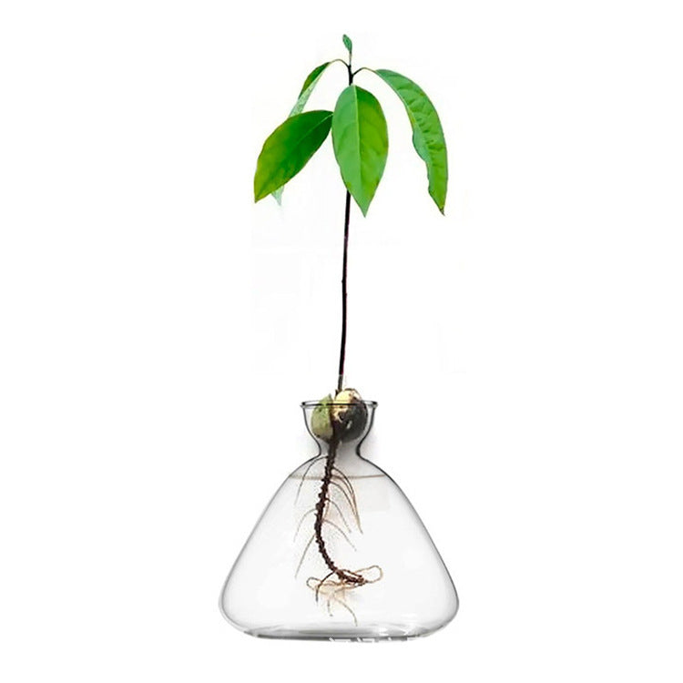 Avocado Vase – Borosilicate Glass Hydroponic Seed Vase | All Homes